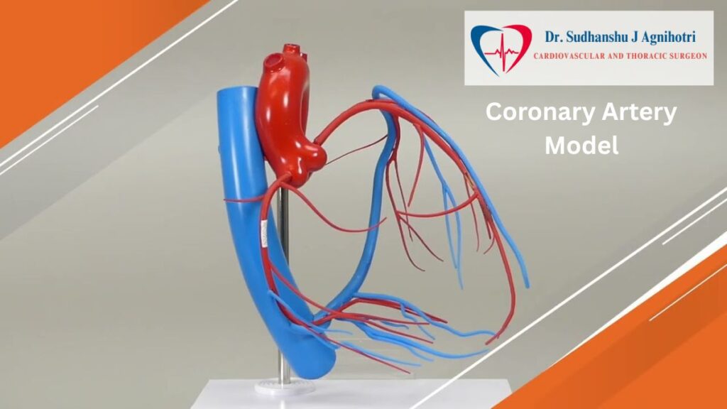 Coronary Veins - Cardiologist in Indore - Dr Sudhanshu J Agnihotri